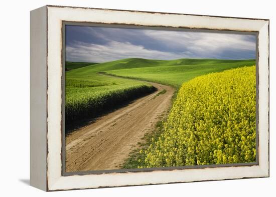 Rural farm road through yellow canola and green wheat crops, Palouse region of eastern Washington.-Adam Jones-Framed Premier Image Canvas