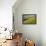 Rural farm road through yellow canola and green wheat crops, Palouse region of eastern Washington.-Adam Jones-Framed Premier Image Canvas displayed on a wall