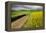 Rural farm road through yellow canola and green wheat crops, Palouse region of eastern Washington.-Adam Jones-Framed Premier Image Canvas