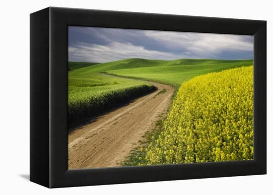 Rural farm road through yellow canola and green wheat crops, Palouse region of eastern Washington.-Adam Jones-Framed Premier Image Canvas