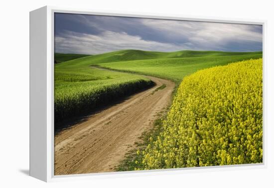 Rural farm road through yellow canola and green wheat crops, Palouse region of eastern Washington.-Adam Jones-Framed Premier Image Canvas