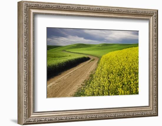 Rural farm road through yellow canola and green wheat crops, Palouse region of eastern Washington.-Adam Jones-Framed Photographic Print