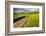 Rural farm road through yellow canola and green wheat crops, Palouse region of eastern Washington.-Adam Jones-Framed Photographic Print