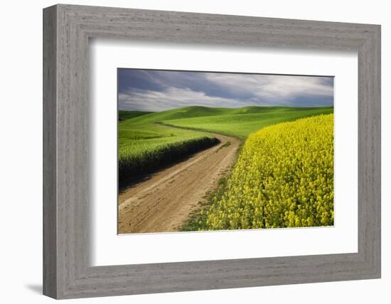 Rural farm road through yellow canola and green wheat crops, Palouse region of eastern Washington.-Adam Jones-Framed Photographic Print