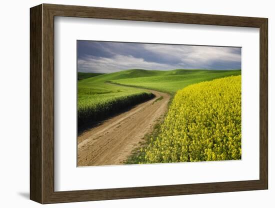 Rural farm road through yellow canola and green wheat crops, Palouse region of eastern Washington.-Adam Jones-Framed Photographic Print