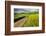 Rural farm road through yellow canola and green wheat crops, Palouse region of eastern Washington.-Adam Jones-Framed Photographic Print