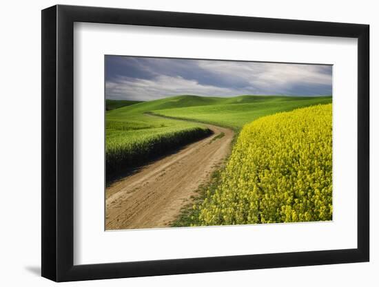 Rural farm road through yellow canola and green wheat crops, Palouse region of eastern Washington.-Adam Jones-Framed Photographic Print