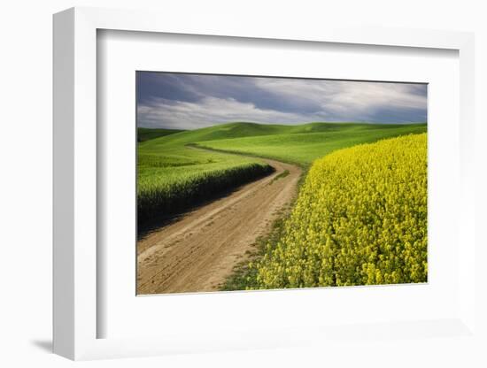 Rural farm road through yellow canola and green wheat crops, Palouse region of eastern Washington.-Adam Jones-Framed Photographic Print