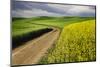 Rural farm road through yellow canola and green wheat crops, Palouse region of eastern Washington.-Adam Jones-Mounted Photographic Print