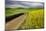 Rural farm road through yellow canola and green wheat crops, Palouse region of eastern Washington.-Adam Jones-Mounted Photographic Print