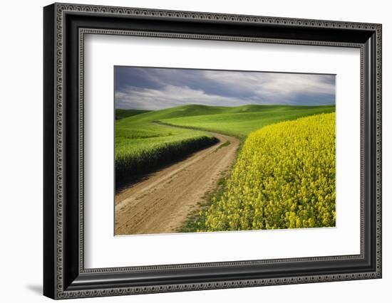 Rural farm road through yellow canola and green wheat crops, Palouse region of eastern Washington.-Adam Jones-Framed Photographic Print