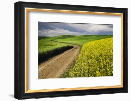 Rural farm road through yellow canola and green wheat crops, Palouse region of eastern Washington.-Adam Jones-Framed Photographic Print