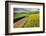 Rural farm road through yellow canola and green wheat crops, Palouse region of eastern Washington.-Adam Jones-Framed Photographic Print