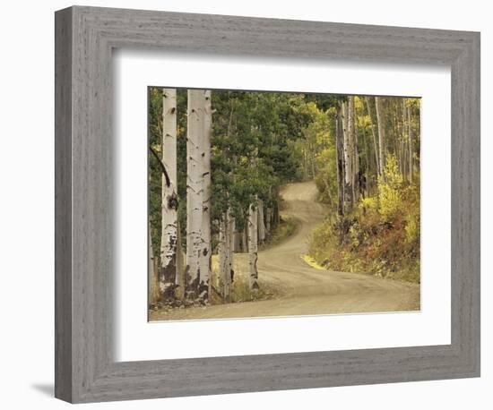 Rural Forest Road Through Aspen Trees, Gunnison National Forest, Colorado, USA-Adam Jones-Framed Photographic Print