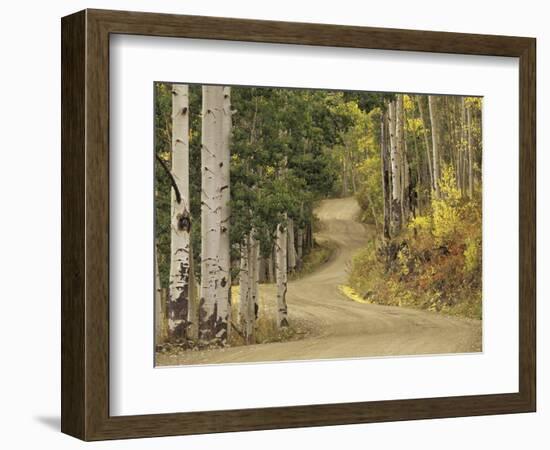 Rural Forest Road Through Aspen Trees, Gunnison National Forest, Colorado, USA-Adam Jones-Framed Photographic Print