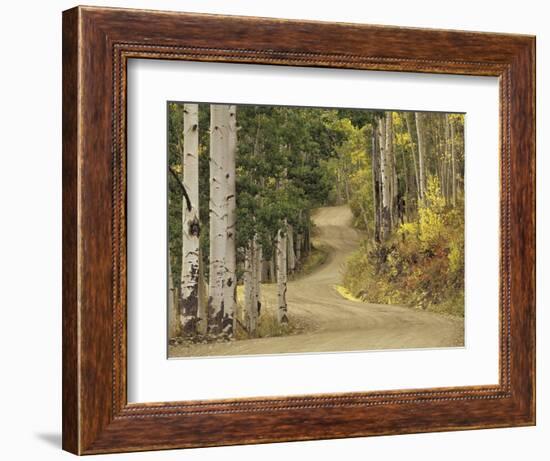 Rural Forest Road Through Aspen Trees, Gunnison National Forest, Colorado, USA-Adam Jones-Framed Photographic Print