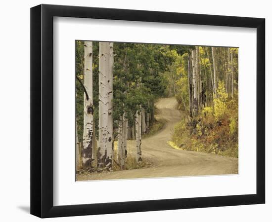 Rural Forest Road Through Aspen Trees, Gunnison National Forest, Colorado, USA-Adam Jones-Framed Photographic Print