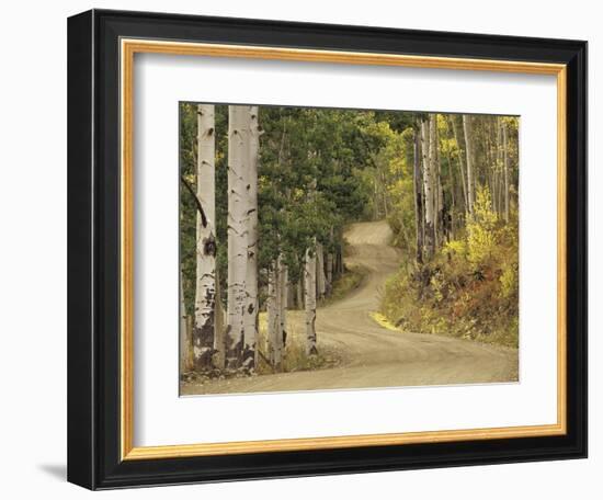 Rural Forest Road Through Aspen Trees, Gunnison National Forest, Colorado, USA-Adam Jones-Framed Photographic Print