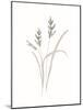 Rural Heritage Grasses 1-Sweet Melody Designs-Mounted Art Print