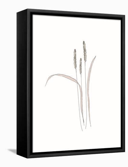 Rural Heritage Grasses 3-Sweet Melody Designs-Framed Stretched Canvas