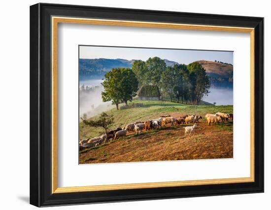 Rural landscape with flock of sheep in Dumesti, Apuseni mountains, Romania, Europe-Nagy Melinda-Framed Photographic Print