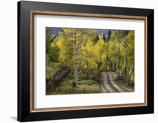 Rural road through golden aspen trees in fall, Sneffels Wilderness Area, Colorado-Adam Jones-Framed Photographic Print