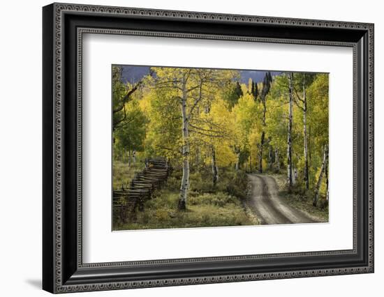 Rural road through golden aspen trees in fall, Sneffels Wilderness Area, Colorado-Adam Jones-Framed Photographic Print