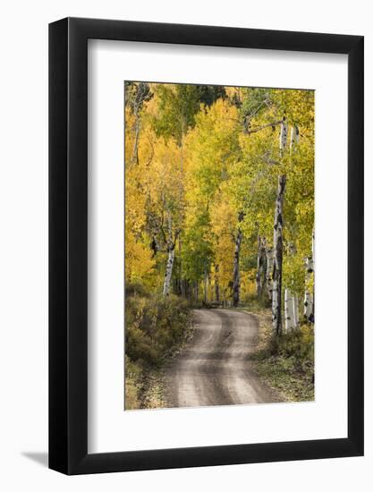 Rural road through golden aspen trees in fall, Sneffels Wilderness Area, Colorado-Adam Jones-Framed Photographic Print