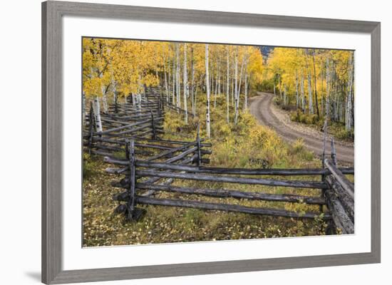 Rural road through golden aspen trees in fall, Sneffels Wilderness Area, Colorado-Adam Jones-Framed Premium Photographic Print