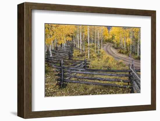 Rural road through golden aspen trees in fall, Sneffels Wilderness Area, Colorado-Adam Jones-Framed Photographic Print