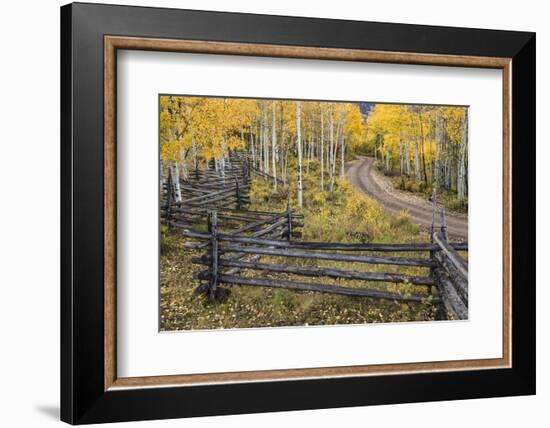 Rural road through golden aspen trees in fall, Sneffels Wilderness Area, Colorado-Adam Jones-Framed Photographic Print