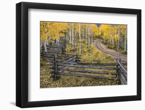 Rural road through golden aspen trees in fall, Sneffels Wilderness Area, Colorado-Adam Jones-Framed Photographic Print