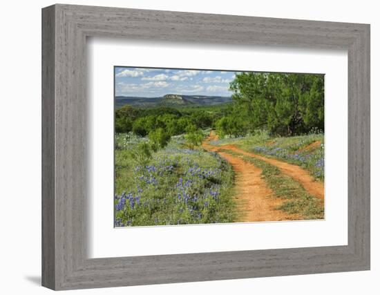 Rural road through Texas bluebonnets, Texas hill country.-Adam Jones-Framed Photographic Print