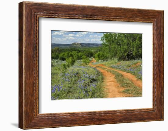 Rural road through Texas bluebonnets, Texas hill country.-Adam Jones-Framed Photographic Print