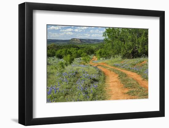 Rural road through Texas bluebonnets, Texas hill country.-Adam Jones-Framed Photographic Print