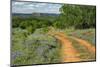 Rural road through Texas bluebonnets, Texas hill country.-Adam Jones-Mounted Photographic Print