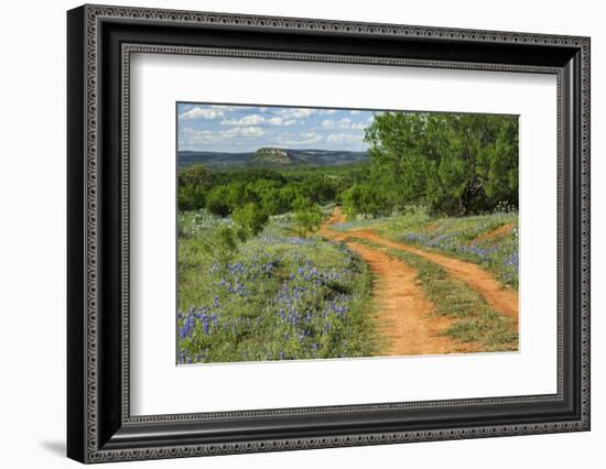 Rural road through Texas bluebonnets, Texas hill country.-Adam Jones-Framed Photographic Print