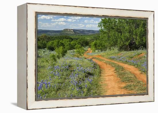 Rural road through Texas bluebonnets, Texas hill country.-Adam Jones-Framed Premier Image Canvas