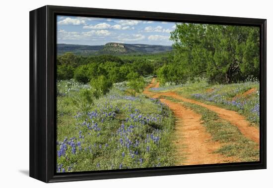 Rural road through Texas bluebonnets, Texas hill country.-Adam Jones-Framed Premier Image Canvas