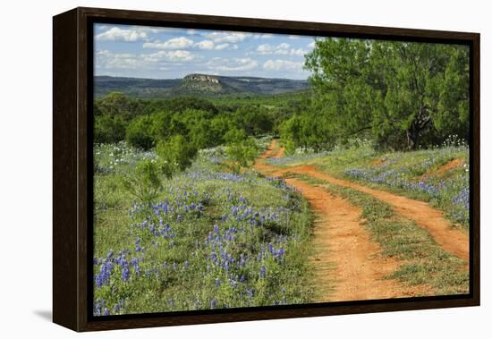Rural road through Texas bluebonnets, Texas hill country.-Adam Jones-Framed Premier Image Canvas