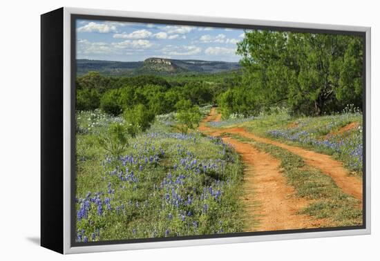 Rural road through Texas bluebonnets, Texas hill country.-Adam Jones-Framed Premier Image Canvas