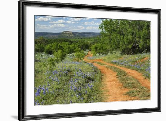 Rural road through Texas bluebonnets, Texas hill country.-Adam Jones-Framed Photographic Print