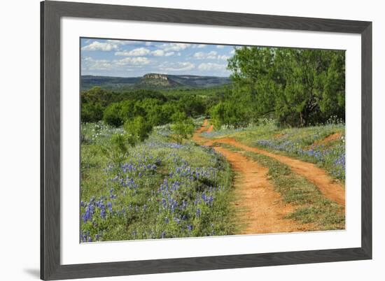 Rural road through Texas bluebonnets, Texas hill country.-Adam Jones-Framed Photographic Print