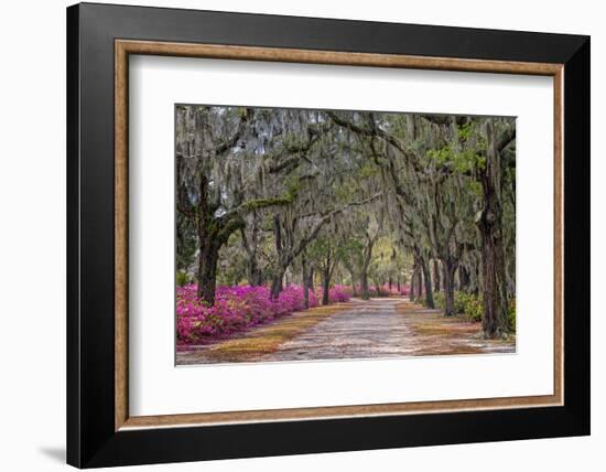 Rural road with azaleas and live oaks lining roadway, Bonaventure Cemetery, Savannah, Georgia-Adam Jones-Framed Photographic Print