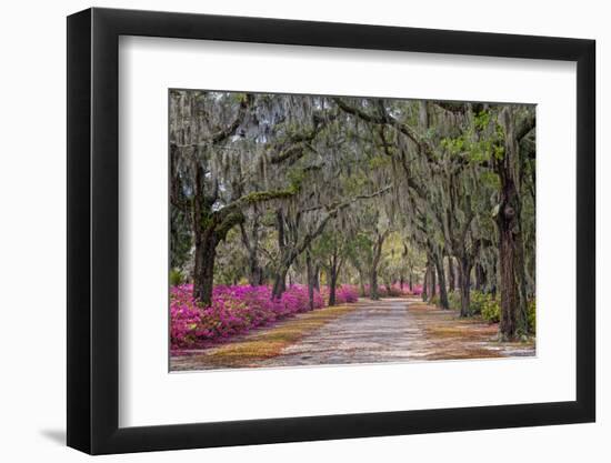 Rural road with azaleas and live oaks lining roadway, Bonaventure Cemetery, Savannah, Georgia-Adam Jones-Framed Photographic Print