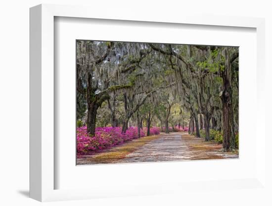 Rural road with azaleas and live oaks lining roadway, Bonaventure Cemetery, Savannah, Georgia-Adam Jones-Framed Photographic Print