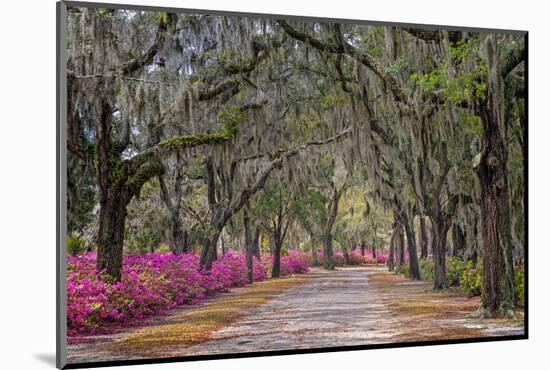 Rural road with azaleas and live oaks lining roadway, Bonaventure Cemetery, Savannah, Georgia-Adam Jones-Mounted Photographic Print