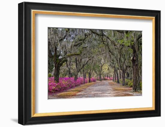Rural road with azaleas and live oaks lining roadway, Bonaventure Cemetery, Savannah, Georgia-Adam Jones-Framed Photographic Print
