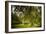 Rural Scene with Garden Benches under a Large Willow Tree-Jody Miller-Framed Photographic Print