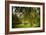 Rural Scene with Garden Benches under a Large Willow Tree-Jody Miller-Framed Photographic Print